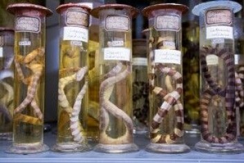 EKSOTISKE: De fleste slangene ble samlet inn i Afrika og Australia på slutten av attenhundretallet. (Foto: Yngve Vogt) EKSOTISKE: De fleste slangene ble samlet inn i Afrika og Australia på slutten av attenhundretallet. (Foto: Yngve Vogt)