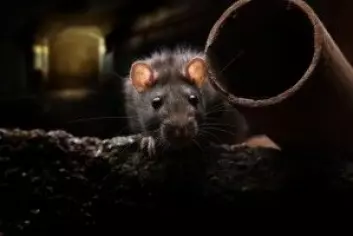 Den brune rotten er den mest utbredte rottearten i Danmark. Før i tiden var husrotten dominerende, men da den brune rotten kom til landet på 1700-tallet, utkonkurrerte den raskt husrotten. (Foto: anatolypareev / Shutterstock / NTB scanpix)
