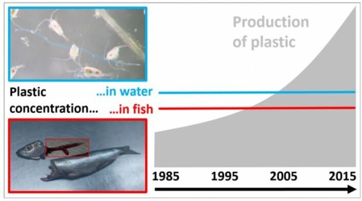 Grafisk modell fra studien som viser det stabile nivået. Om lag hver femte fisk hadde plast i magen i hele perioden. I den nye studien var det noen svingninger i fiskenes inntak av plast, men inntaket varierte med mengden av mat fiskene inntar over årstidene – det var ikke en utvikling over en årrekke, som forskerne ellers hadde regnet med. (Grafikk: DTU) Grafisk modell fra studien som viser det stabile nivået. Om lag hver femte fisk hadde plast i magen i hele perioden. I den nye studien var det noen svingninger i fiskenes inntak av plast, men inntaket varierte med mengden av mat fiskene inntar over årstidene – det var ikke en utvikling over en årrekke, som forskerne ellers hadde regnet med. (Grafikk: DTU)