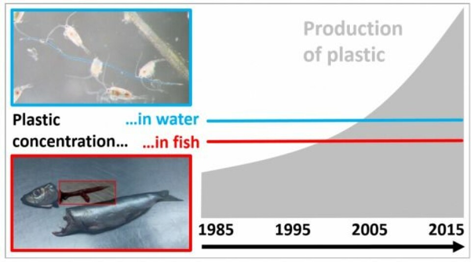 Grafisk modell fra studien som viser det stabile nivået. Om lag hver femte fisk hadde plast i magen i hele perioden. I den nye studien var det noen svingninger i fiskenes inntak av plast, men inntaket varierte med mengden av mat fiskene inntar over årstidene – det var ikke en utvikling over en årrekke, som forskerne ellers hadde regnet med. (Grafikk: DTU)