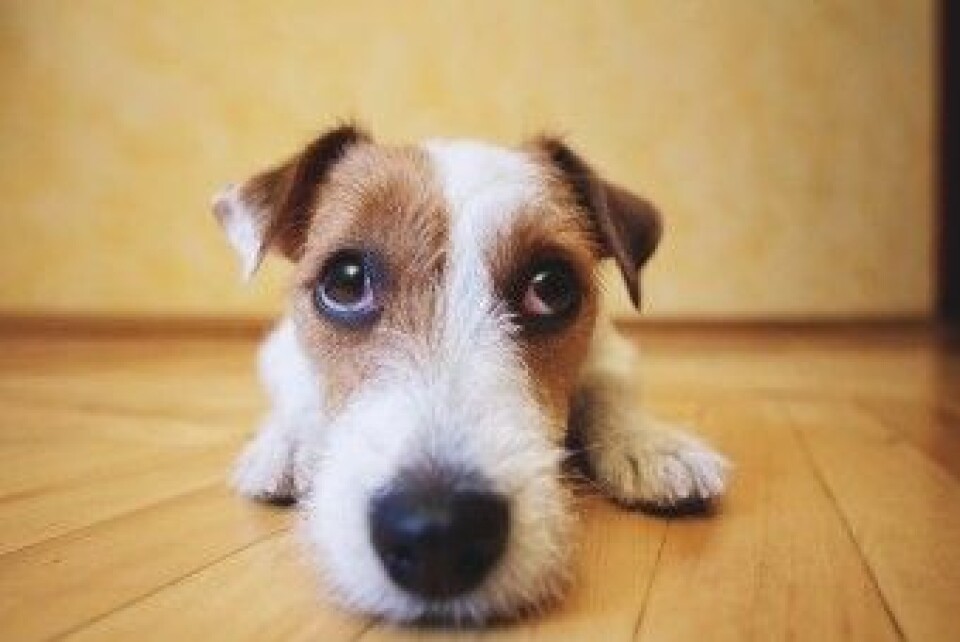 Når hunder gjør øynene store og runde vekker det empati. Foto: Sundays Photography / Shutterstock / NTB scanpix