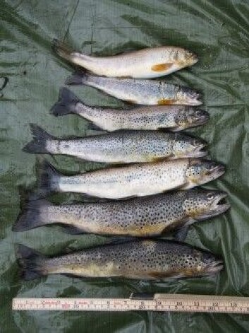 Fisker fra Storvannet, sortert etter størrelse. Forskerne tok lever- og muskelprøver fra fisken, i tillegg til kloakk-, sediment- og vannprøver og prøver fra fiskenes føde. (Foto: Ingjerd S. Krogseth/NILU) Fisker fra Storvannet, sortert etter størrelse. Forskerne tok lever- og muskelprøver fra fisken, i tillegg til kloakk-, sediment- og vannprøver og prøver fra fiskenes føde. (Foto: Ingjerd S. Krogseth/NILU)