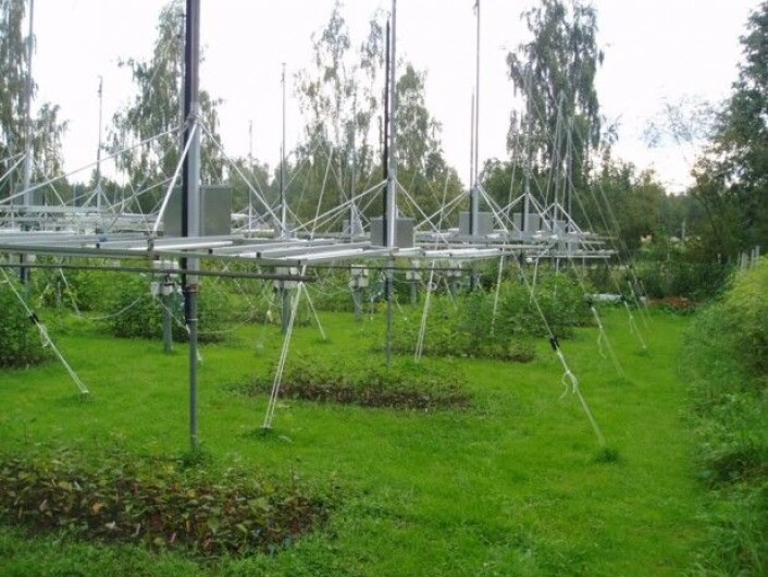 Noen av ospene vokste under solariumslamper med ultrafiolett-B (UV-B) lys. Forskerne testet UV-B-delen av lyset som også varierer fra nord til sør og gjennom sesongen. (Foto: Christian Bianchi Strømme) Noen av ospene vokste under solariumslamper med ultrafiolett-B (UV-B) lys. Forskerne testet UV-B-delen av lyset som også varierer fra nord til sør og gjennom sesongen. (Foto: Christian Bianchi Strømme)