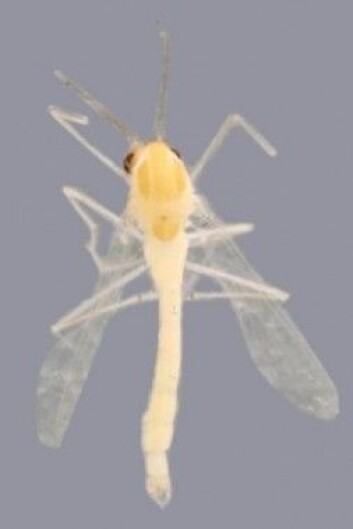 Lin oppkalte denne fjærmyggen etter biolog Paul Hebert med navnet Tanytarsus heberti (Foto: Chironomidae Working Group) Lin oppkalte denne fjærmyggen etter biolog Paul Hebert med navnet Tanytarsus heberti (Foto: Chironomidae Working Group)