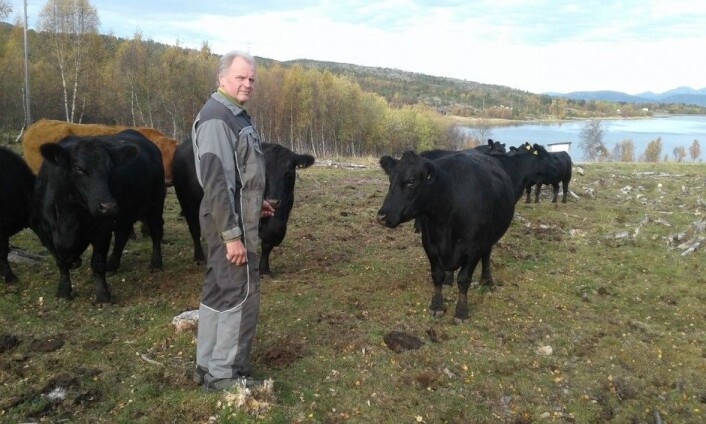 Per Ivar Laumann frå Tysfjord i Nordland har erstatta 130–140 sau med 46 ammekyr. Kalvane ammekyrne føder blir brukt i kjøtproduksjon. (Foto: Privat) Per Ivar Laumann frå Tysfjord i Nordland har erstatta 130–140 sau med 46 ammekyr. Kalvane ammekyrne føder blir brukt i kjøtproduksjon. (Foto: Privat)
