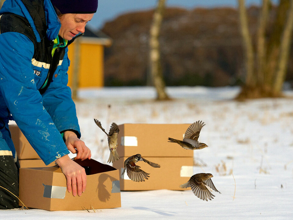 Forsker Ingerid Julie Hagen (tidligere ved NTNU, nå ved NINA) slipper ut fugl på Leka som er valgt ut for å bli i bestanden. (Foto: Henrik Jensen, NTNU)