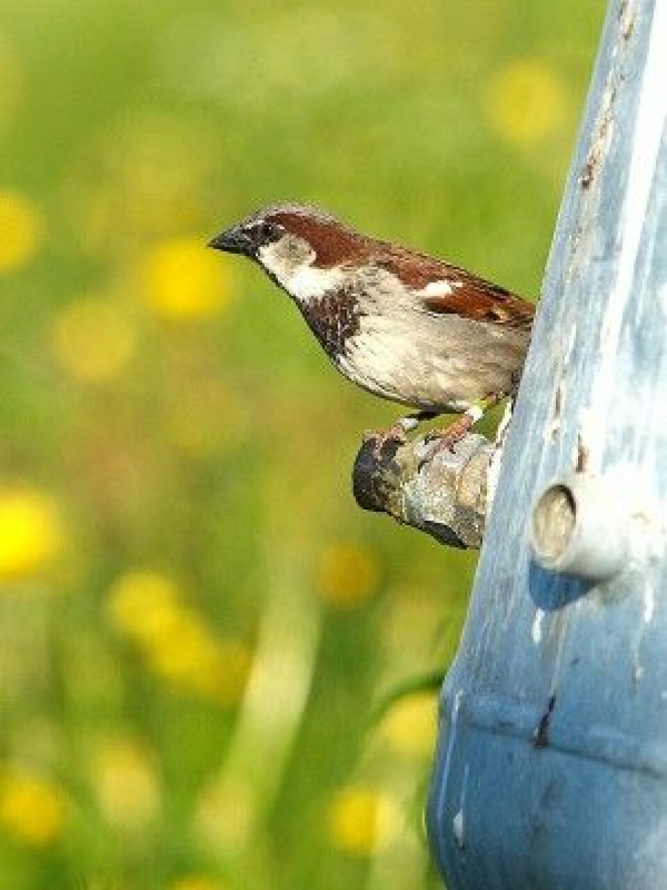 Det er første gang i hele verden at noen har flyttet fugl for å gjøre kunstig seleksjon i en vill bestand. (Foto: Henrik Jensen, NTNU)
