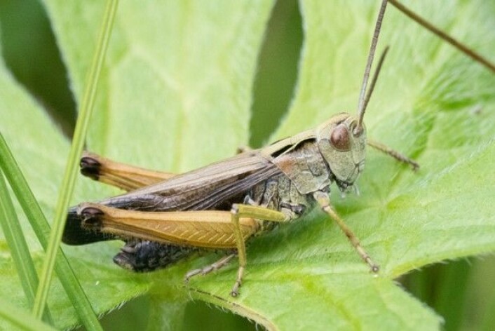 Hann av grønn markgresshoppe (Omocestus viridulus). (Foto: Hallvard Elven / CC BY 4.0) Hann av grønn markgresshoppe (Omocestus viridulus). (Foto: Hallvard Elven / CC BY 4.0)