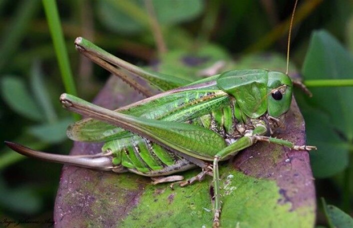 Hunn av vortebiter (Decticus verrucivorus) (Foto: Inger Johanne Aag / CC BY-SA 4.0) Hunn av vortebiter (Decticus verrucivorus) (Foto: Inger Johanne Aag / CC BY-SA 4.0)
