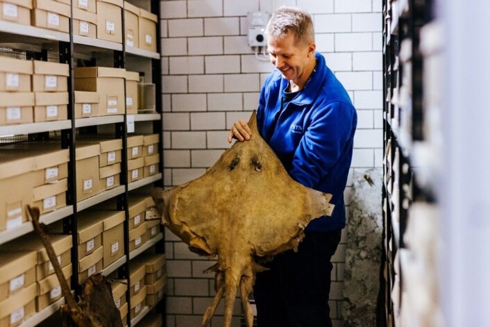 Kan de være en svartskate? Torkild Bakken er litt på bortebane. (Foto: Julie Gloppe Solem, NTNU) Kan de være en svartskate? Torkild Bakken er litt på bortebane. (Foto: Julie Gloppe Solem, NTNU)