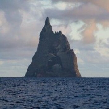 Her er det klippeøya Ball’s Pyramid der kjempeinsektet har overlevd. (Foto: Fanny Schertzer) Her er det klippeøya Ball’s Pyramid der kjempeinsektet har overlevd. (Foto: Fanny Schertzer)