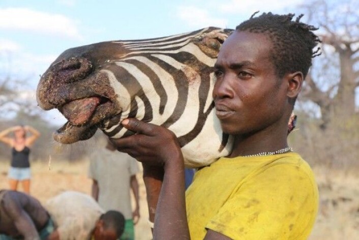 Det er særlig utenom regntiden at hadzaene går på jakt og spiser kjøtt. (Foto: Human Food Project, Jeff Leach) Det er særlig utenom regntiden at hadzaene går på jakt og spiser kjøtt. (Foto: Human Food Project, Jeff Leach)