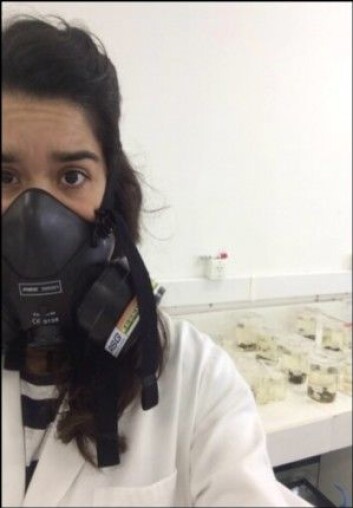 Adriana Sardi måtte bruke gassmaske på laboratoriet så hun ikke fikk i seg giftige gasser fra oljen i prøvene. (Foto: Privat) Adriana Sardi måtte bruke gassmaske på laboratoriet så hun ikke fikk i seg giftige gasser fra oljen i prøvene. (Foto: Privat)
