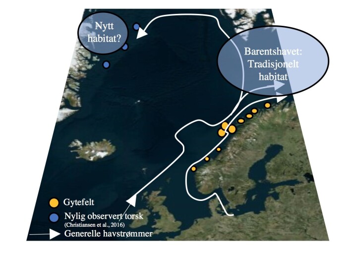 År om anna driv det torskelavar og yngel frå Norskekysten til Nordaust-Grønland. Kjersti Opstad Strand og kollegene hennar har brukt straummodellar som likner kjente vêrmodellar når dei har rekna seg fram til kor ofte det driv torskelarvar og -yngel frå Lofoten og til Nordaust-Grønland – og kor mykje som endar opp der. Forskarar får UiT Norges arktiske universitet har funne vaksen torsk ved Nordaust-Grønland, men det er ikkje dokumentert kor han kjem frå. (Kart: Kjersti Opstad Strand / Havforskingsinstituttet) År om anna driv det torskelavar og yngel frå Norskekysten til Nordaust-Grønland. Kjersti Opstad Strand og kollegene hennar har brukt straummodellar som likner kjente vêrmodellar når dei har rekna seg fram til kor ofte det driv torskelarvar og -yngel frå Lofoten og til Nordaust-Grønland – og kor mykje som endar opp der. Forskarar får UiT Norges arktiske universitet har funne vaksen torsk ved Nordaust-Grønland, men det er ikkje dokumentert kor han kjem frå. (Kart: Kjersti Opstad Strand / Havforskingsinstituttet)