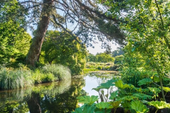 Over 8000 arter lever her i den botaniske hagen ved Universitetet i Cambridge. (Foto: Cambridge University Botanic Garden) Over 8000 arter lever her i den botaniske hagen ved Universitetet i Cambridge. (Foto: Cambridge University Botanic Garden)