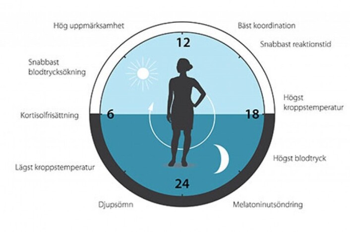 Døgnrytmen vår regulerer blant annet matinntak, søvn, hormonnivåer, blodtrykk og kroppstemperatur. (Ill: Nobelprize.org) Døgnrytmen vår regulerer blant annet matinntak, søvn, hormonnivåer, blodtrykk og kroppstemperatur. (Ill: Nobelprize.org)