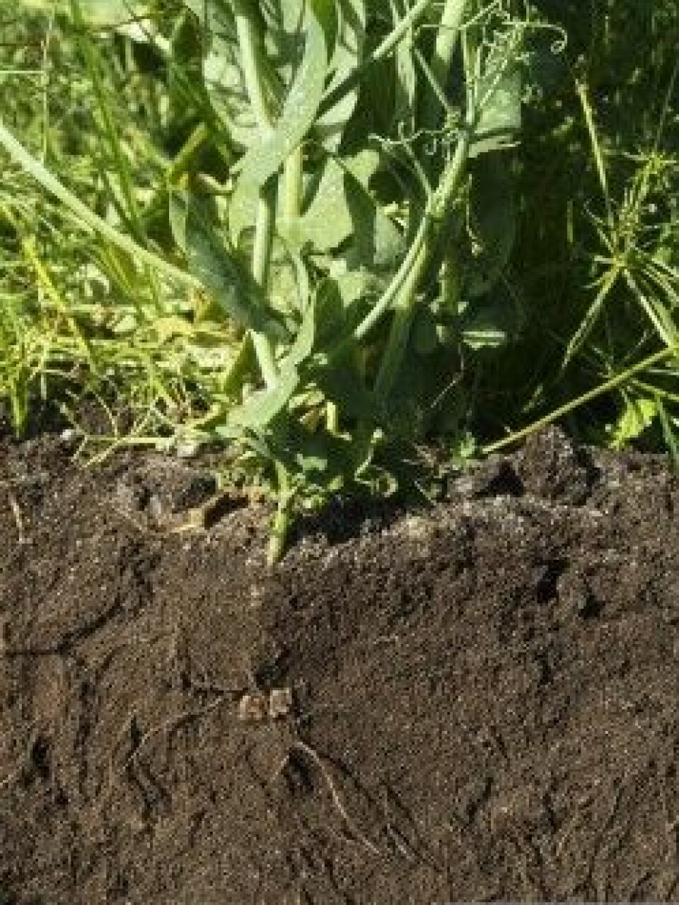 Bilde 3: Planterøtter kan forbedre jordstrukturen ved å danne nye porer i jorda og slik løsne opp i pakkeskadene. (Foto: NIBIO)