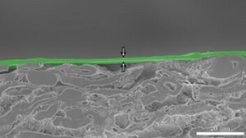 Tverrsnitt av prøve. Viser et cirka to nanometer tykt lag med nanocellulose oppå papp. (Foto: NTNU) Tverrsnitt av prøve. Viser et cirka to nanometer tykt lag med nanocellulose oppå papp. (Foto: NTNU)
