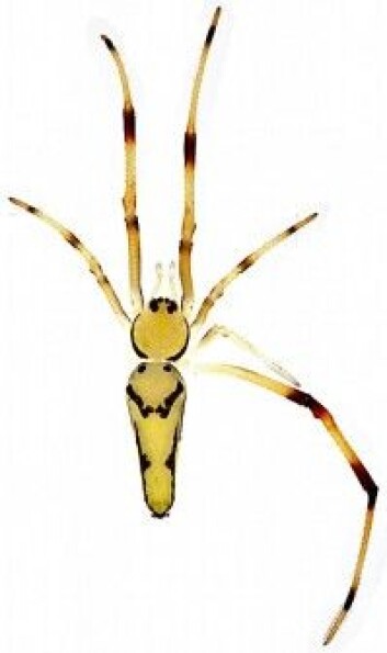 Her ser du en <em>Spintharus davidbowiei</em> ovenfra. Da skjønenr du kanskje hvorfor denne slekten kalles smilefjes-edderkopper. (Foto: Agnarsson lab) Her ser du en <em>Spintharus davidbowiei</em> ovenfra. Da skjønenr du kanskje hvorfor denne slekten kalles smilefjes-edderkopper. (Foto: Agnarsson lab)