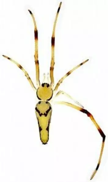 Her ser du en <em>Spintharus davidbowiei</em> ovenfra. Da skjønenr du kanskje hvorfor denne slekten kalles smilefjes-edderkopper. (Foto: Agnarsson lab)