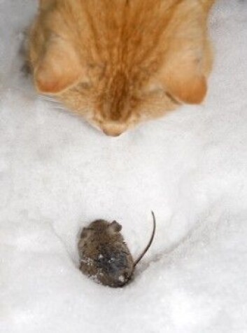 Det kan se ut til at toksoplasmose kan skape større endringer i menneskekroppen enn vi har trodd. Hos mus forandrer parasitten noe så viktig som frykten for katt. Dermed kommer <em>T. gondii</em> seg dit den vil - i magen til et kattedyr. (Foto: Colourbox) Det kan se ut til at toksoplasmose kan skape større endringer i menneskekroppen enn vi har trodd. Hos mus forandrer parasitten noe så viktig som frykten for katt. Dermed kommer <em>T. gondii</em> seg dit den vil - i magen til et kattedyr. (Foto: Colourbox)