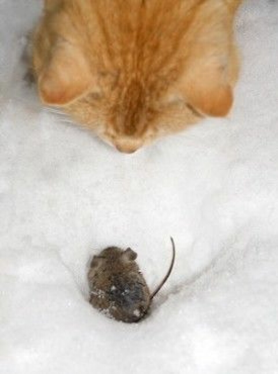 Indbildsk saltet beundring Katteparasitten som kaprer celler og bidrar til hjernesykdommer