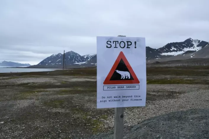 I Ny Ålesund er det reell fare for Isbjørn nesten overalt. (Foto: Thoralf Fagertun)