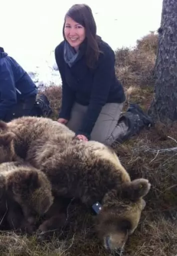 Anne Gabriela Hertel har forsket på hva skandinaviske brunbjørner spiser og hvordan de blir påvirket av jakt. (Foto: privat)