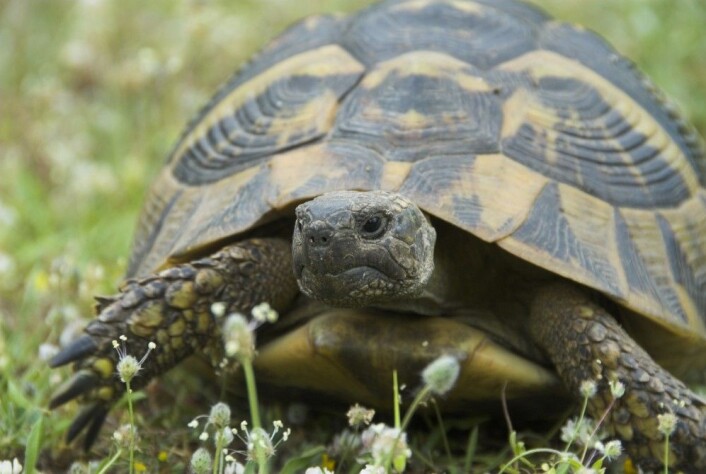 Reptiler kan leve veldig lenge. Faktisk kan enkelte skilpadder bli hele 100 år. Det bør du ta med i vurderingen, hvis du tenker på å skaffe deg en skilpadde, mener forskeren. (Foto: Shutterstock / NTB scanpix) Reptiler kan leve veldig lenge. Faktisk kan enkelte skilpadder bli hele 100 år. Det bør du ta med i vurderingen, hvis du tenker på å skaffe deg en skilpadde, mener forskeren. (Foto: Shutterstock / NTB scanpix)