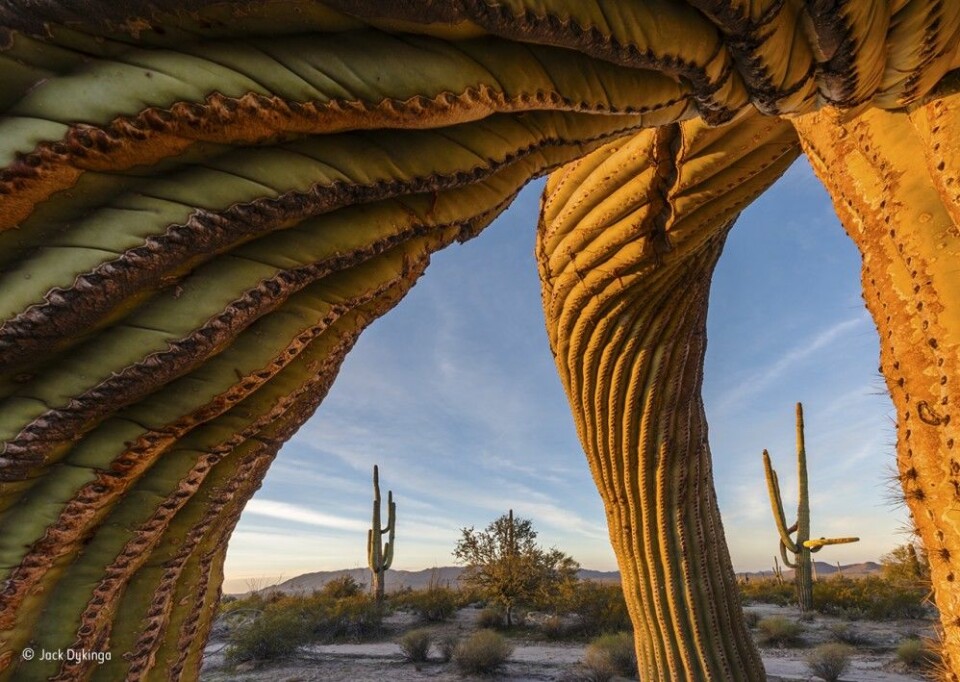 Disse sagurokaktusene i Sonoraørkenen i Arizona kan bli 200 år gamle og mer enn 12 meter høye. (Foto: Jack Dykinga, Wildlife Photographer of the Year)