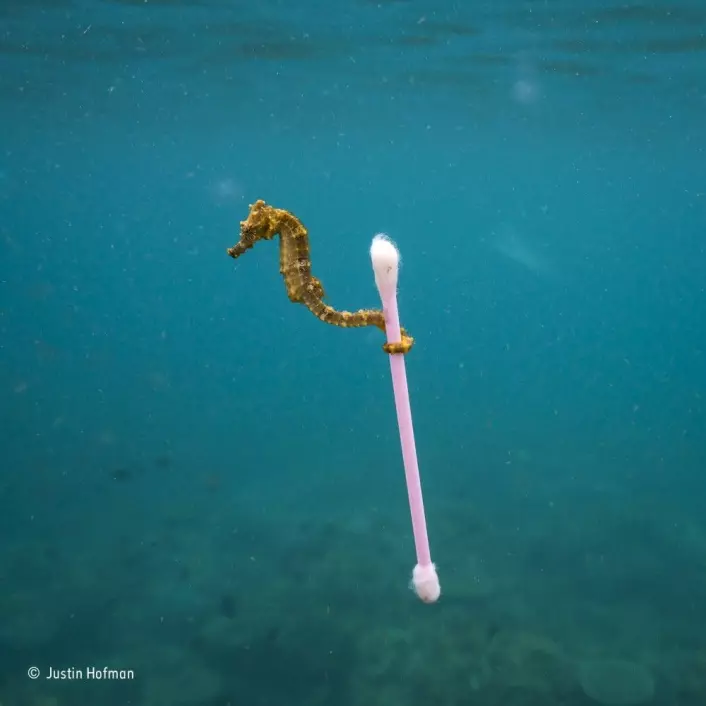 Sjøhester haiker på havstrømmene ved å gripe tak i ting som flyter forbi. (Foto: Justin Hofman, Wildlife Photographer of the Year)