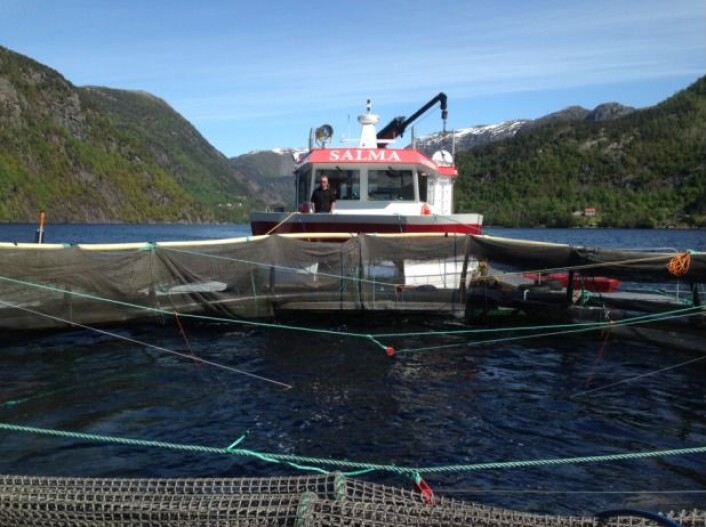 Sånn ser en skyvemerd ut. (Foto: Havforskningsinstituttet) Sånn ser en skyvemerd ut. (Foto: Havforskningsinstituttet)
