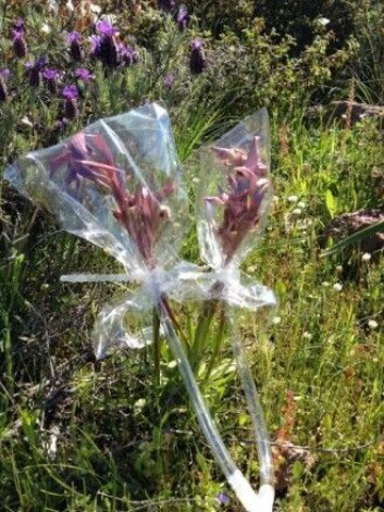 Forskerne har samlet inn og analysert duftstoffer og farger fra 41 forskjellige blomster i det samme området. Her duftinnsamling fra orkideen Serapias vomeracea. (Foto: Aphrodite Kantsa, Det egeiske universitet Mytilini) Forskerne har samlet inn og analysert duftstoffer og farger fra 41 forskjellige blomster i det samme området. Her duftinnsamling fra orkideen Serapias vomeracea. (Foto: Aphrodite Kantsa, Det egeiske universitet Mytilini)