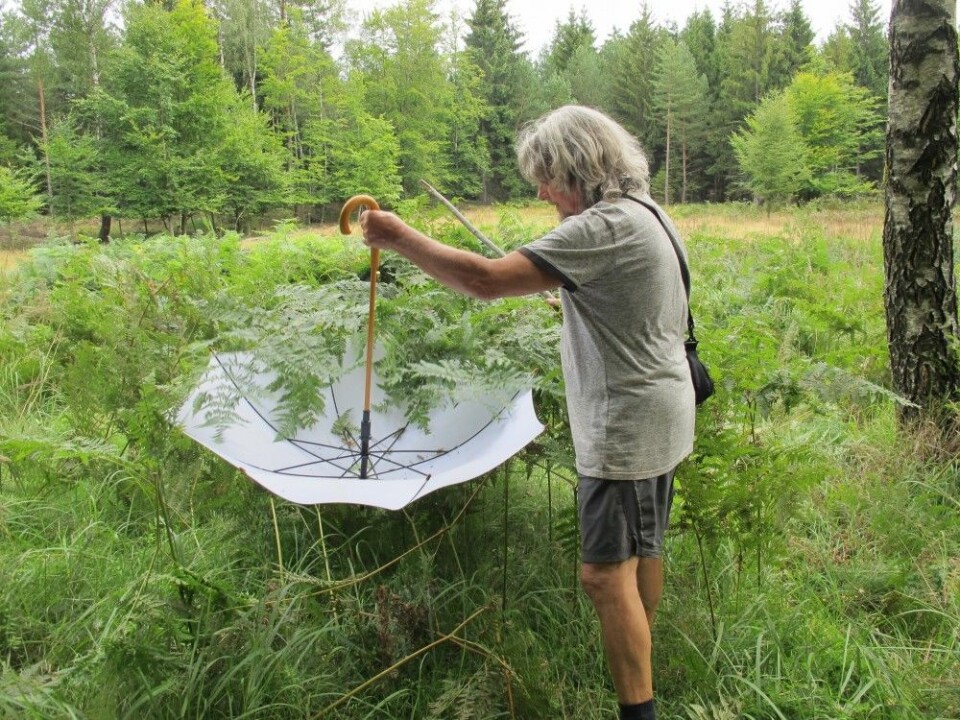 Forsker Pavel Bezděčka er en av de tsjekkiske maurforskerne som har kartlagt vevkjerringene. Her bruker han en paraply for å samle inn dyr fra vegetasjonen. (Foto: Klára Bezděčková)