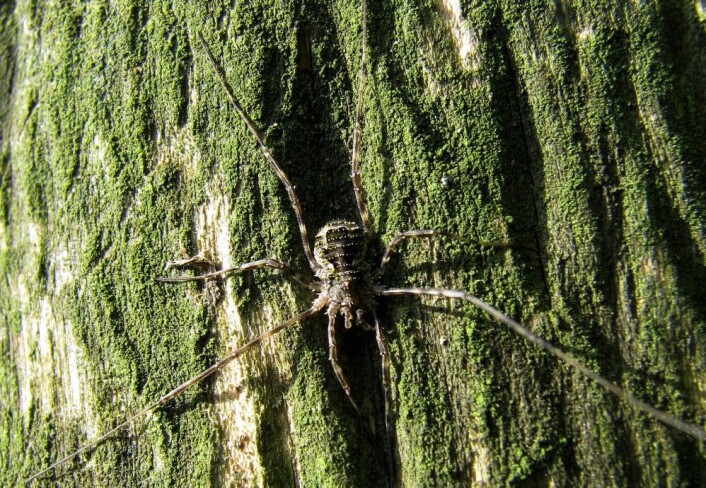 Denne typen vevkjerring har det latinske navnet <em>Lacinius dentiger</em>. (Foto: Pavel Bezděčka) Denne typen vevkjerring har det latinske navnet <em>Lacinius dentiger</em>. (Foto: Pavel Bezděčka)