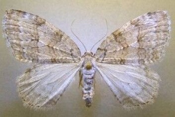 Fjellbjørkemåler har det latinske navnet <em>Epirrita autumnata.</em> (Foto: Vladimir Kononenko, Naturhistorisk Museum, UiO) Fjellbjørkemåler har det latinske navnet <em>Epirrita autumnata.</em> (Foto: Vladimir Kononenko, Naturhistorisk Museum, UiO)