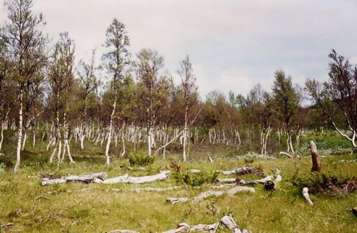 Situasjonen innerst i seterdalen i Endalen i 1976, 35 år etter et fjellbjørkemålerangrep. Her ligger døde bjørkestammer på bakken. (Foto: Olav Hogstad, NTNU) Situasjonen innerst i seterdalen i Endalen i 1976, 35 år etter et fjellbjørkemålerangrep. Her ligger døde bjørkestammer på bakken. (Foto: Olav Hogstad, NTNU)