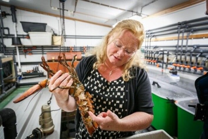 – Ein amerikansk hummar av denne størrelsen kan bere mellom 40 000 og 60 000 egg på buken, fortel Ann-Lisbeth Agnalt. (Foto: Erlend A. Lorentzen / Havforskingsinstituttet) – Ein amerikansk hummar av denne størrelsen kan bere mellom 40 000 og 60 000 egg på buken, fortel Ann-Lisbeth Agnalt. (Foto: Erlend A. Lorentzen / Havforskingsinstituttet)