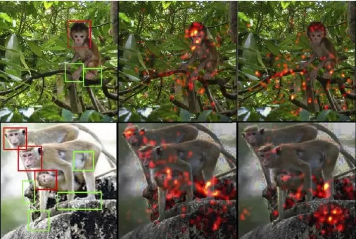 Her er to av bildene apeungene fikk se 200 dager ut i eksperimentet. Til venstre selve bildet. I midten ser du hvor kontrollgruppen festet blikket. Til høyre vises hva apene som vokste opp i ansiktsløse omgivelser, var mest interessert i. De sistnevnte var påfallende mer opptatt av hendene på bildene, mens aper som hadde trening i å se ansikter, fokuserte på ansiktene. (Illustrasjon: Fra Arcaro mfl: Seeing faces is necessary for face-domain formation)