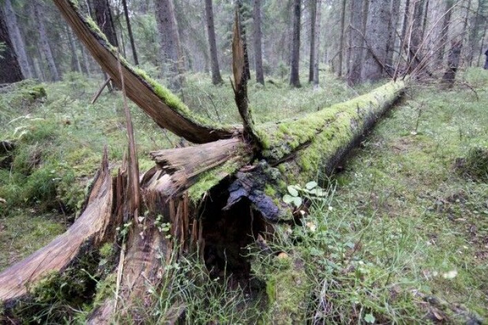 Dødt trevirke er et viktig levested for mange sopp- og insektarter, og død ved er derfor av stor betydning for artsmangfoldet i skogen. (Foto Lars Sandved Dalen/NIBIO) Dødt trevirke er et viktig levested for mange sopp- og insektarter, og død ved er derfor av stor betydning for artsmangfoldet i skogen. (Foto Lars Sandved Dalen/NIBIO)