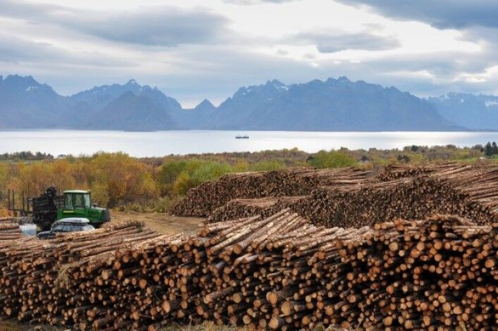 Skogavvirkningen har variert mellom 7 og 12 millioner kubikkmeter per år de siste 90 år. Her fra Stokmarknes i Hadsel kommune i Nordland. (Foto: Leif Kjøstelsen/NIBIO) Skogavvirkningen har variert mellom 7 og 12 millioner kubikkmeter per år de siste 90 år. Her fra Stokmarknes i Hadsel kommune i Nordland. (Foto: Leif Kjøstelsen/NIBIO)