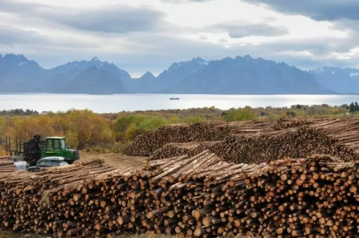 Skogavvirkningen har variert mellom 7 og 12 millioner kubikkmeter per år de siste 90 år. Her fra Stokmarknes i Hadsel kommune i Nordland. (Foto: Leif Kjøstelsen/NIBIO)