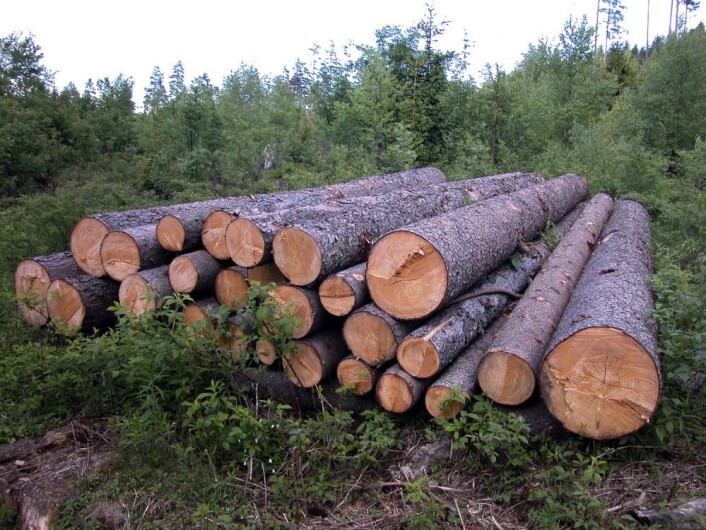 Å omdanne cellulose fra trær til sukker og drivstoff har vist seg vanskelig. En ny metode utviklet av forskere i Ås kan gjøre det mye enklere og billigere. (Foto: Berit Keilen/Scanpix)) Å omdanne cellulose fra trær til sukker og drivstoff har vist seg vanskelig. En ny metode utviklet av forskere i Ås kan gjøre det mye enklere og billigere. (Foto: Berit Keilen/Scanpix))