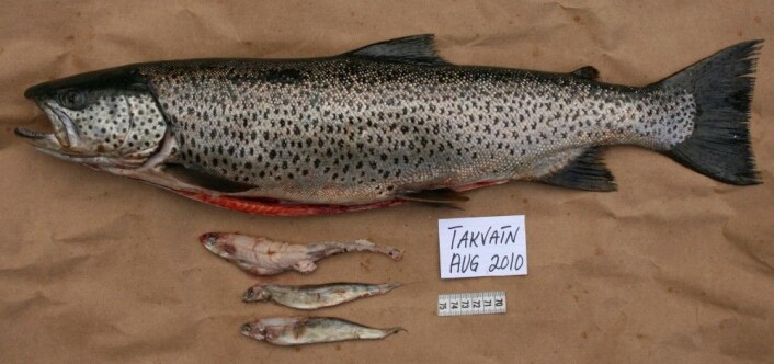 Denne ørreten i Takvatnet hadde spist tre små røyer. Stor ørret og røye som beiter på småfisk er avgjørende for å unngå at fiskebestander blir overbefolka. (Foto: Rune Knudsen) Denne ørreten i Takvatnet hadde spist tre små røyer. Stor ørret og røye som beiter på småfisk er avgjørende for å unngå at fiskebestander blir overbefolka. (Foto: Rune Knudsen)