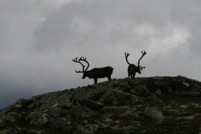 Villreinstammen med cirka 2000 dyr i Nordfjella skal tas ut innen 1. mai 2018. Men hva gjør vi hvis sykdommen har kommet til Hardangervidda, hvor villreinstammen omfatter 10 000– 12 000 dyr? (Foto: Bjarne Røsjø) Villreinstammen med cirka 2000 dyr i Nordfjella skal tas ut innen 1. mai 2018. Men hva gjør vi hvis sykdommen har kommet til Hardangervidda, hvor villreinstammen omfatter 10 000– 12 000 dyr? (Foto: Bjarne Røsjø)