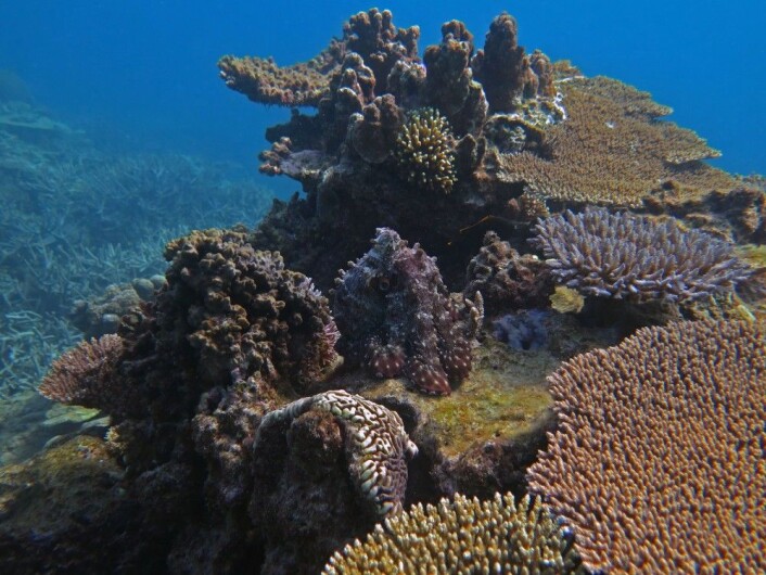 I tillegg til de tre hovedpremiene og de nevnte underkategoriene, fikk <em>BMC Ecology</em>-redaktør Chris Foote velge sin favoritt. Han valgte dette korallrevet som Michelle Achlatis fra Universitetet i Queensland i Australia har tatt. Midt i bildet er det en blekksprut som later som om den er en korall. (Foto: Michelle Achlatis, <a href="https://creativecommons.org/licenses/by/4.0/">Creative Commons BY 4.0</a>) I tillegg til de tre hovedpremiene og de nevnte underkategoriene, fikk <em>BMC Ecology</em>-redaktør Chris Foote velge sin favoritt. Han valgte dette korallrevet som Michelle Achlatis fra Universitetet i Queensland i Australia har tatt. Midt i bildet er det en blekksprut som later som om den er en korall. (Foto: Michelle Achlatis, <a href="https://creativecommons.org/licenses/by/4.0/">Creative Commons BY 4.0</a>)
