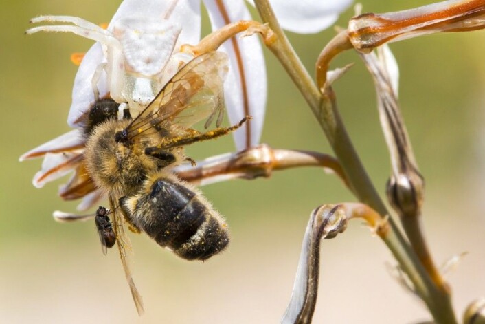 Tredjeplass ble det til Roberto García-Roa for denne lille fortellingen om fire arter. En edderkopp kamuflert i en hvit plante fanger en bie som også blir angrepet av en parasittisk flue. (Foto: Roberto García-Roa, <a href="https://creativecommons.org/licenses/by/4.0/">Creative Commons BY 4.0</a>) Tredjeplass ble det til Roberto García-Roa for denne lille fortellingen om fire arter. En edderkopp kamuflert i en hvit plante fanger en bie som også blir angrepet av en parasittisk flue. (Foto: Roberto García-Roa, <a href="https://creativecommons.org/licenses/by/4.0/">Creative Commons BY 4.0</a>)