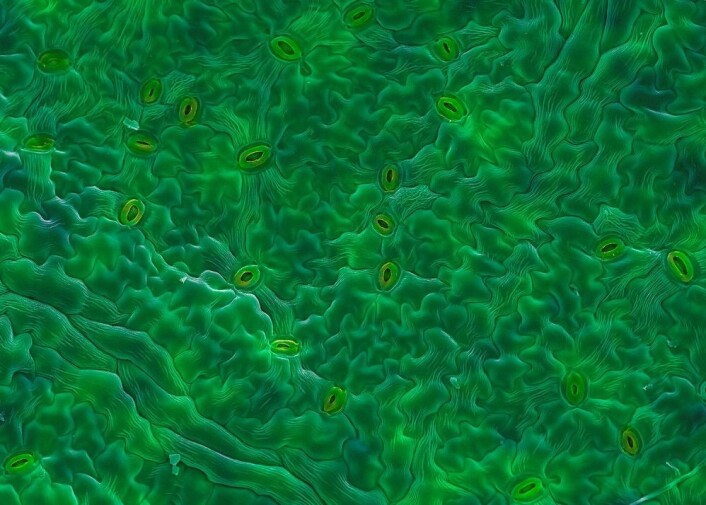 (Foto: Bildet er tatt av Hilde Kolstad, senior-ingeniør ved Imagingsenteret ved NMBU og fargelagt av Egil Paulsen).) (Foto: Bildet er tatt av Hilde Kolstad, senior-ingeniør ved Imagingsenteret ved NMBU og fargelagt av Egil Paulsen).)