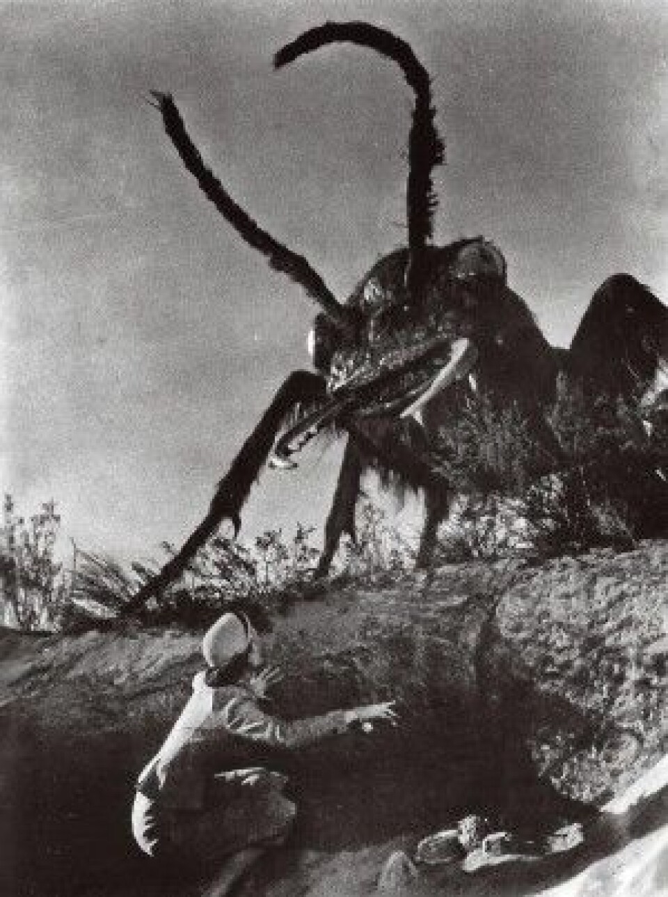Mutantmaurene i filmen «Them!» fra 1954 var betydelig større og mer skremmende enn dem forskerne har skapt i amerikanske laboratorium. (Foto: Warner Brothers)