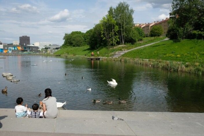 Teglverksdammen sørger for å holde Hovinbekken ren. (Foto: NIBIO) Teglverksdammen sørger for å holde Hovinbekken ren. (Foto: NIBIO)